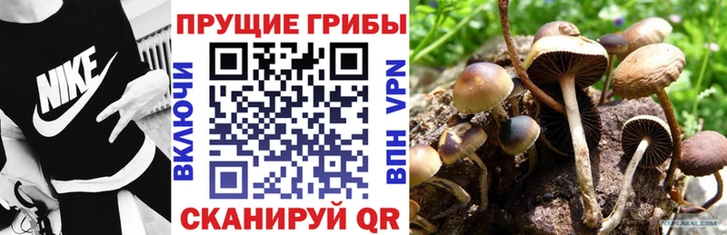 omg Олёкминск Псилоцибиновые грибы Psilocybine cubensis